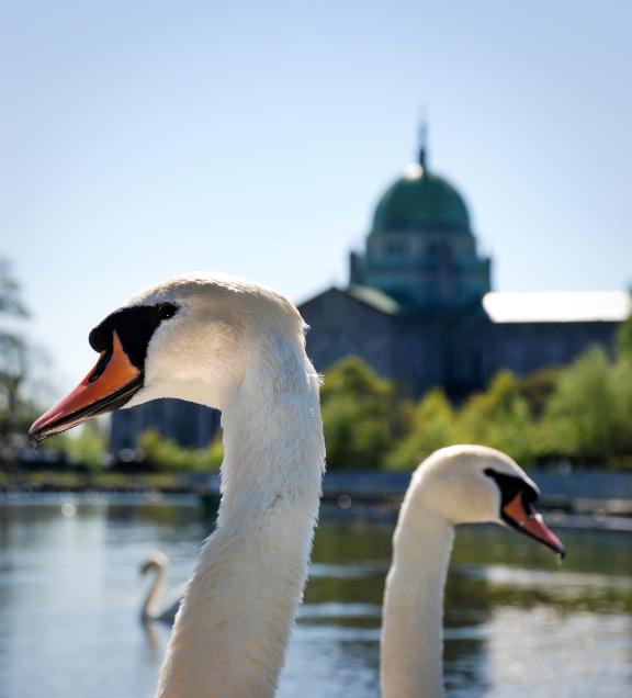 Are Biodiversity and Natural Heritage Important to you? Would you like to Protect Nature? Have your Say!