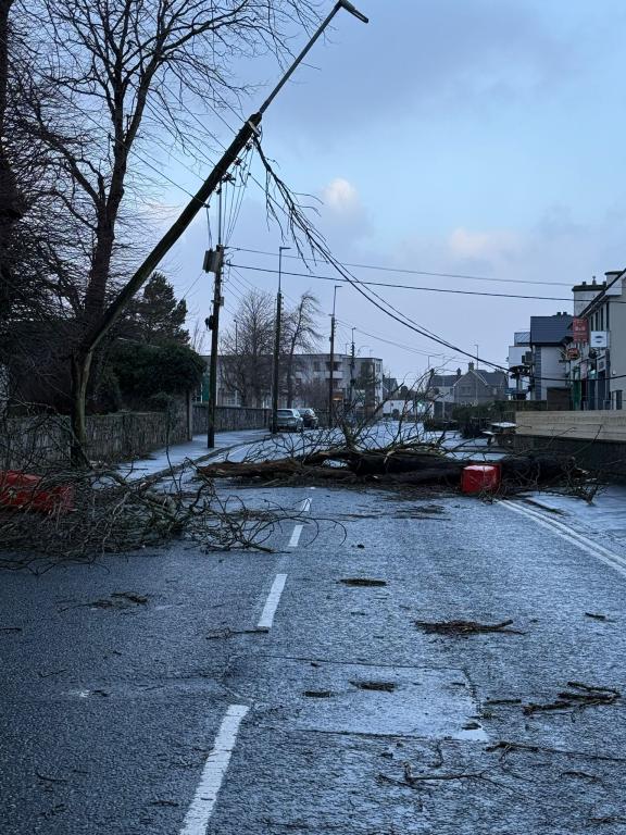 Fallen Tree in front of UHG