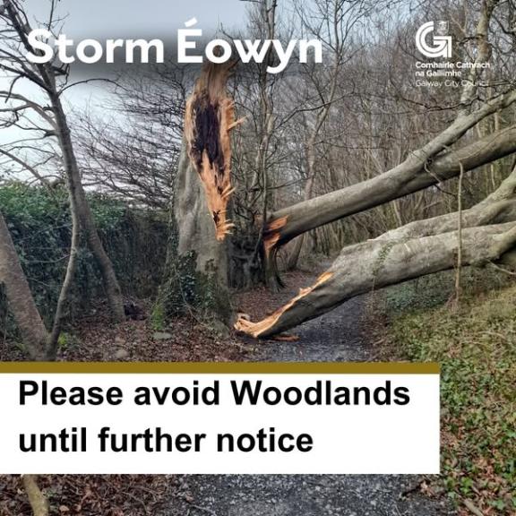 Trees fallen over in Woodlands