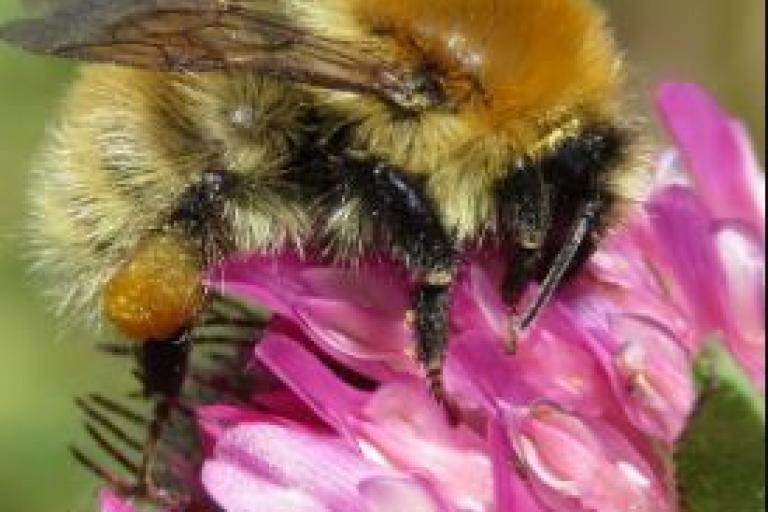 Wild Bee Festival in Knocknacarra 17-18 August