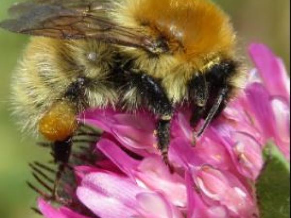 Wild Bee Festival in Knocknacarra 17-18 August