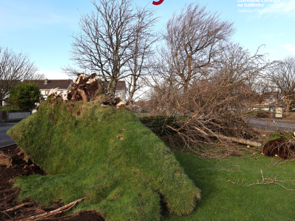 roots of tree down