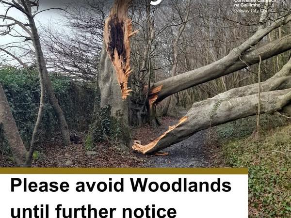 Trees fallen over in Woodlands